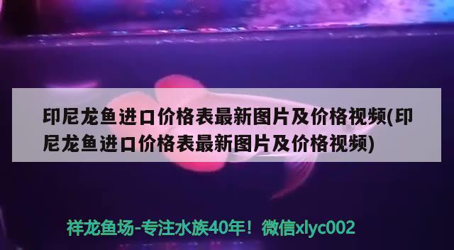 印尼龙鱼进口价格表最新图片及价格视频(印尼龙鱼进口价格表最新图片及价格视频) 观赏鱼进出口