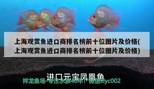 上海观赏鱼进口商排名榜前十位图片及价格(上海观赏鱼进口商排名榜前十位图片及价格)