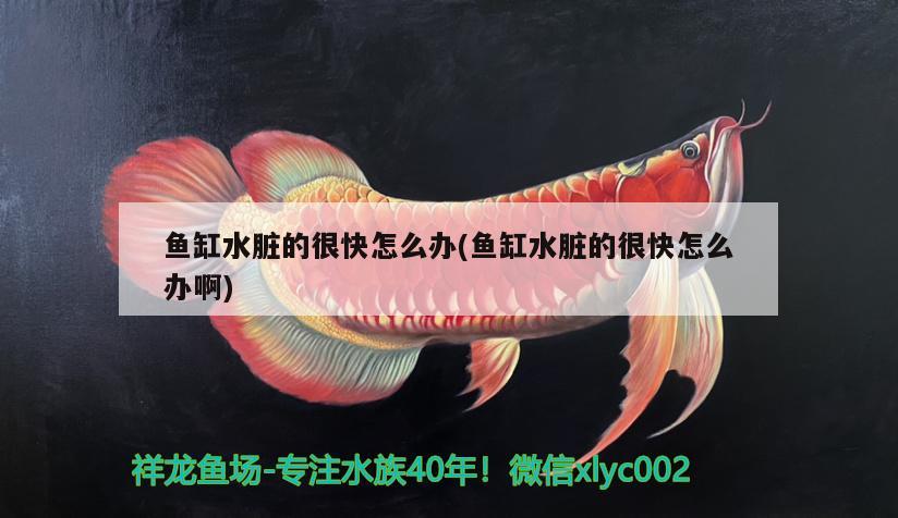 鱼缸水脏的很快怎么办(鱼缸水脏的很快怎么办啊) 广州水族器材滤材批发市场