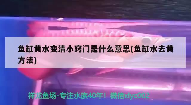 鱼缸过滤盒三层都放什么 （鱼缸过滤盒里的滤材应该怎么放） 白条过背金龙鱼 第2张