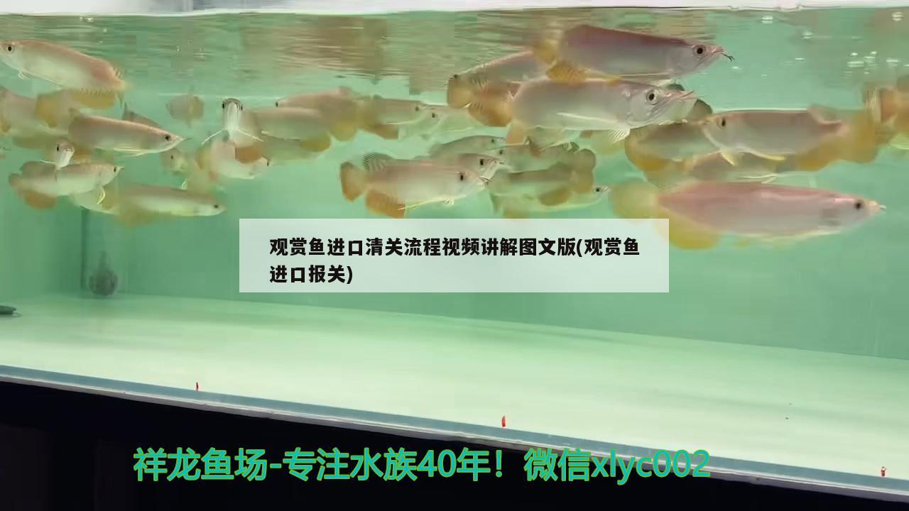 观赏鱼进口清关流程视频讲解图文版(观赏鱼进口报关) 观赏鱼进出口