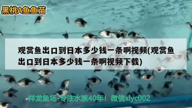 百色水族馆:我重新开缸的花销 鱼缸风水 第2张