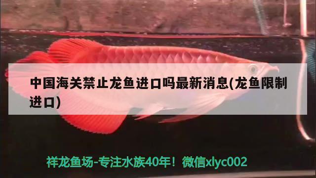 中国海关禁止龙鱼进口吗最新消息(龙鱼限制进口)