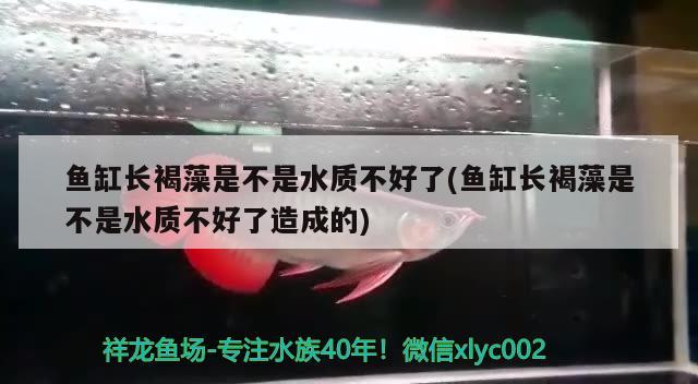 鱼缸长褐藻是不是水质不好了(鱼缸长褐藻是不是水质不好了造成的) 虎鱼百科