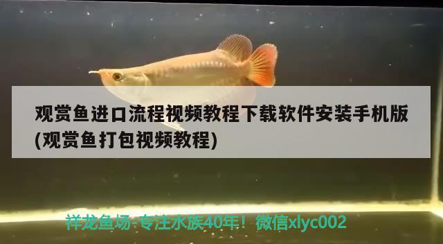 观赏鱼进口流程视频教程下载软件安装手机版(观赏鱼打包视频教程) 观赏鱼进出口