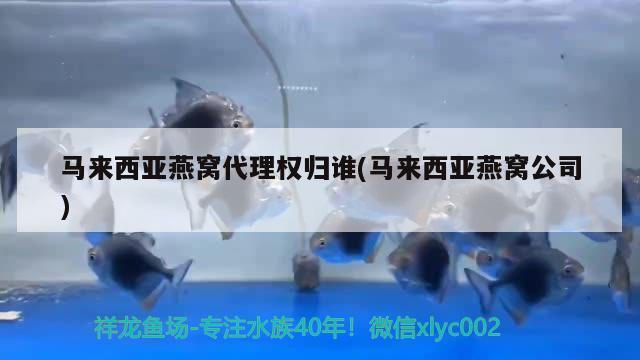 马来西亚燕窝代理权归谁(马来西亚燕窝公司) 马来西亚燕窝