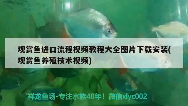 观赏鱼进口流程视频教程大全图片下载安装(观赏鱼养殖技术视频)