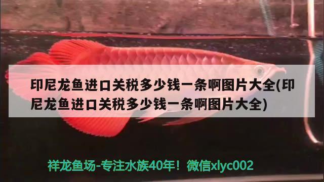 印尼龙鱼进口关税多少钱一条啊图片大全(印尼龙鱼进口关税多少钱一条啊图片大全)