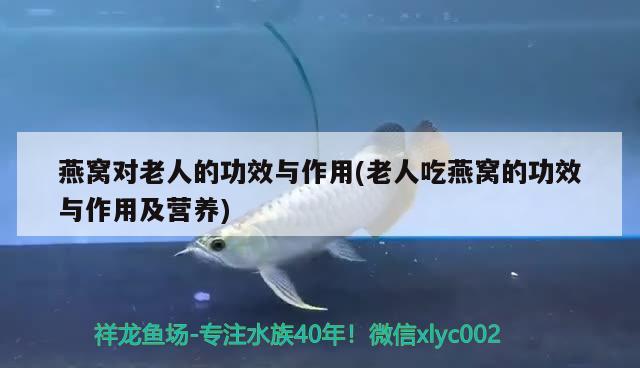 燕窝对老人的功效与作用(老人吃燕窝的功效与作用及营养) 马来西亚燕窝