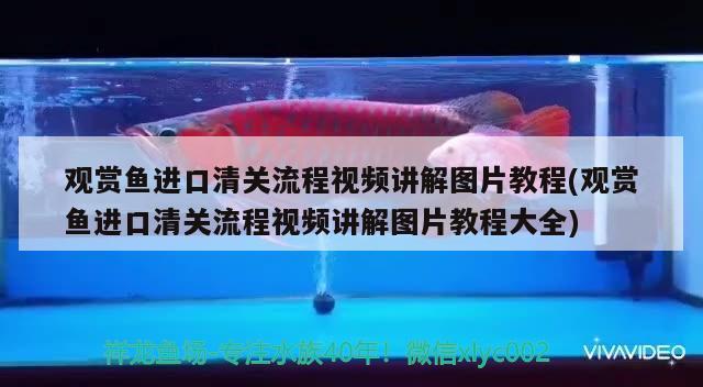 观赏鱼进口清关流程视频讲解图片教程(观赏鱼进口清关流程视频讲解图片教程大全) 观赏鱼进出口