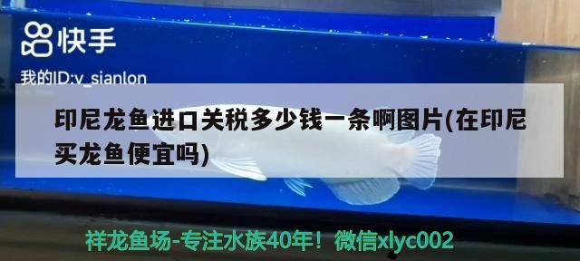 印尼龙鱼进口关税多少钱一条啊图片(在印尼买龙鱼便宜吗) 观赏鱼进出口