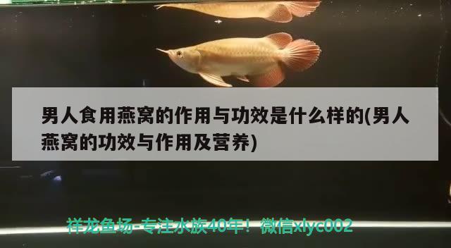 男人食用燕窝的作用与功效是什么样的(男人燕窝的功效与作用及营养) 马来西亚燕窝