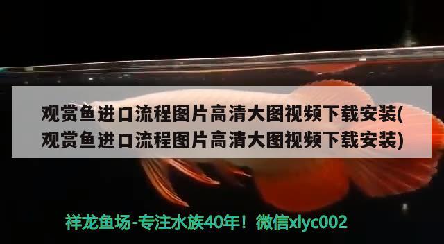 观赏鱼进口流程图片高清大图视频下载安装(观赏鱼进口流程图片高清大图视频下载安装)