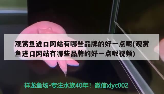 观赏鱼进口网站有哪些品牌的好一点呢(观赏鱼进口网站有哪些品牌的好一点呢视频)