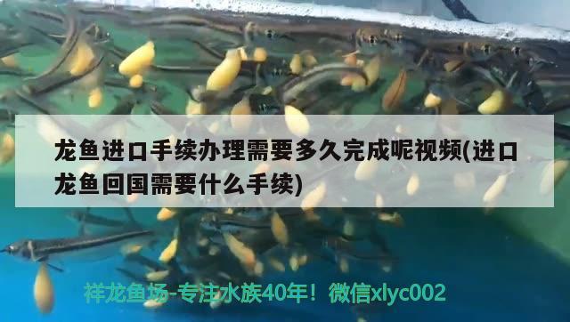 鱼缸水泵可以一直开吗（鱼缸水泵一直开吗会坏吗） 鱼缸水泵 第3张