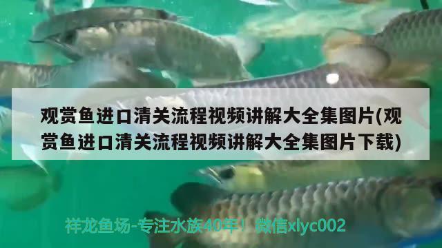 观赏鱼进口清关流程视频讲解大全集图片(观赏鱼进口清关流程视频讲解大全集图片下载) 观赏鱼进出口