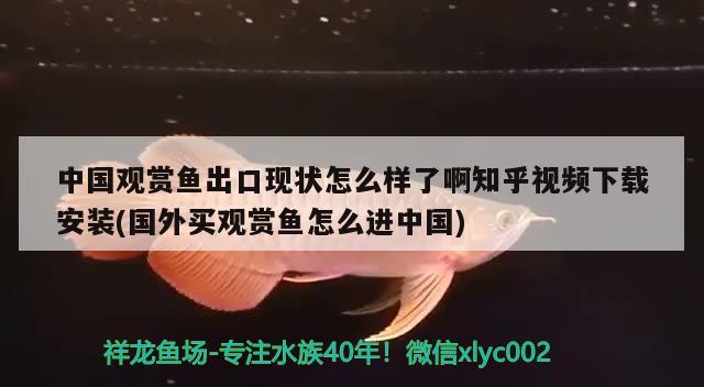 中国观赏鱼出口现状怎么样了啊知乎视频下载安装(国外买观赏鱼怎么进中国)