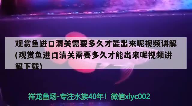 观赏鱼进口清关需要多久才能出来呢视频讲解(观赏鱼进口清关需要多久才能出来呢视频讲解下载)