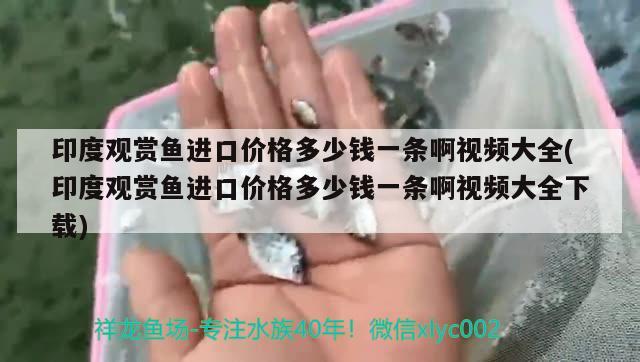 印度观赏鱼进口价格多少钱一条啊视频大全(印度观赏鱼进口价格多少钱一条啊视频大全下载) 观赏鱼进出口