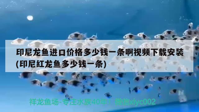 印尼龙鱼进口价格多少钱一条啊视频下载安装(印尼红龙鱼多少钱一条) 印尼红龙鱼