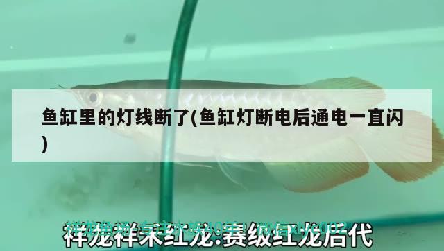 能够清理鱼缸的鱼叫什么鱼呢 能够清理鱼缸的鱼叫什么鱼呢图片 黑影道人鱼