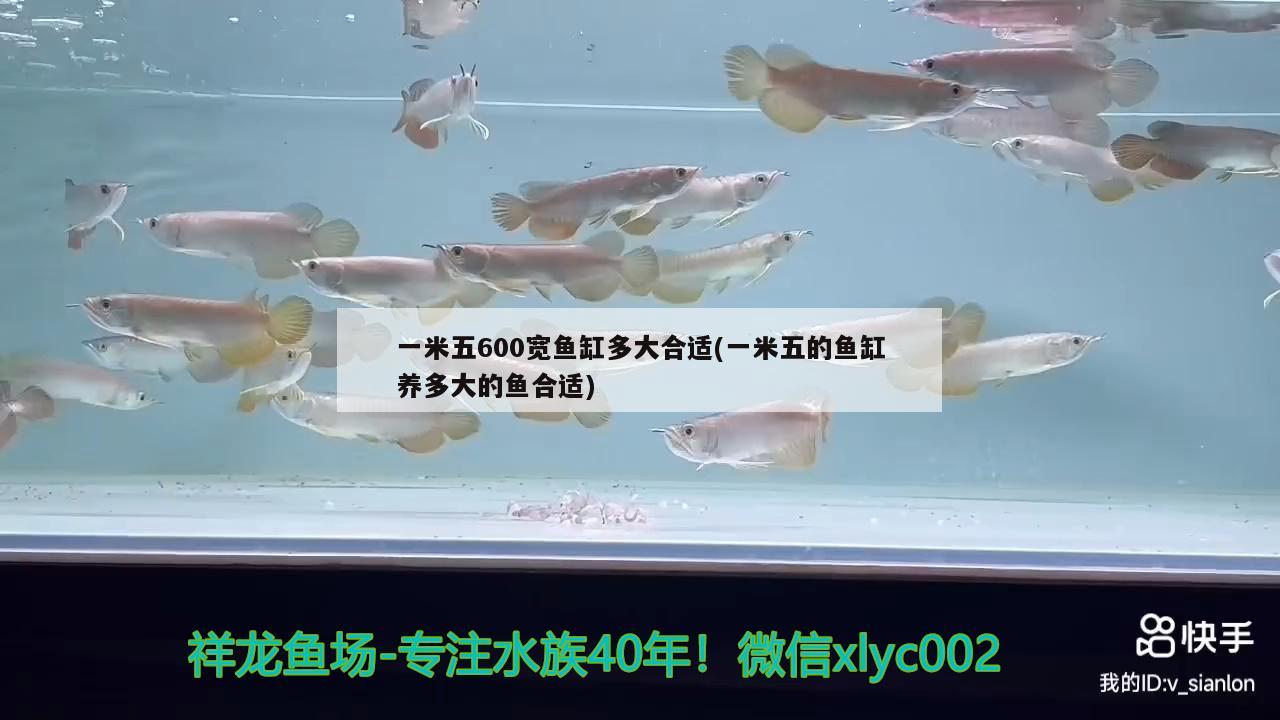 一米五600宽鱼缸多大合适(一米五的鱼缸养多大的鱼合适) 泰庞海鲢鱼