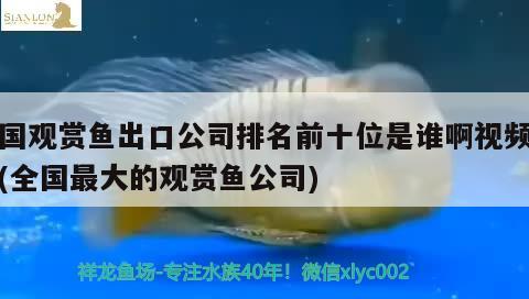 中国观赏鱼出口公司排名前十位是谁啊视频讲解(全国最大的观赏鱼公司)