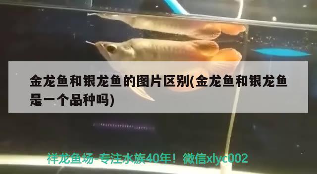 开一个水族店的经验，崇左水族批发市场 观赏鱼水族批发市场 第1张