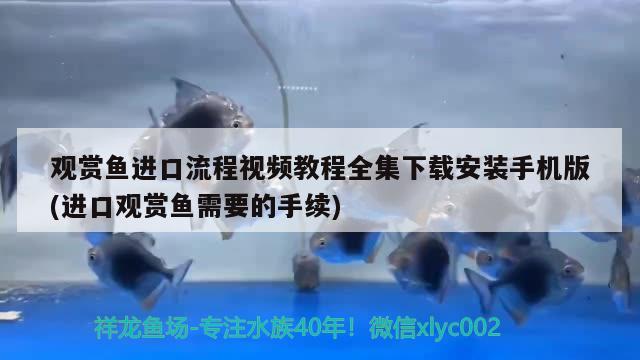 观赏鱼进口流程视频教程全集下载安装手机版(进口观赏鱼需要的手续)