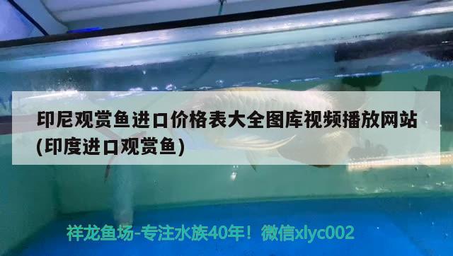 印尼观赏鱼进口价格表大全图库视频播放网站(印度进口观赏鱼) 观赏鱼进出口