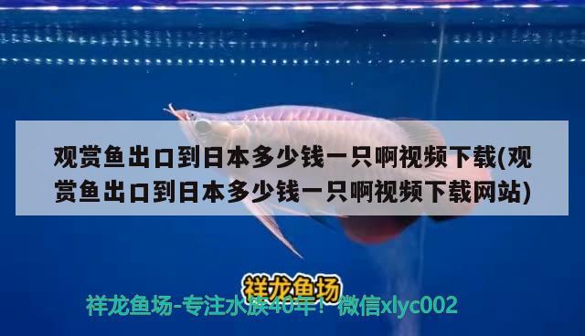 观赏鱼出口到日本多少钱一只啊视频下载(观赏鱼出口到日本多少钱一只啊视频下载网站) 观赏鱼进出口