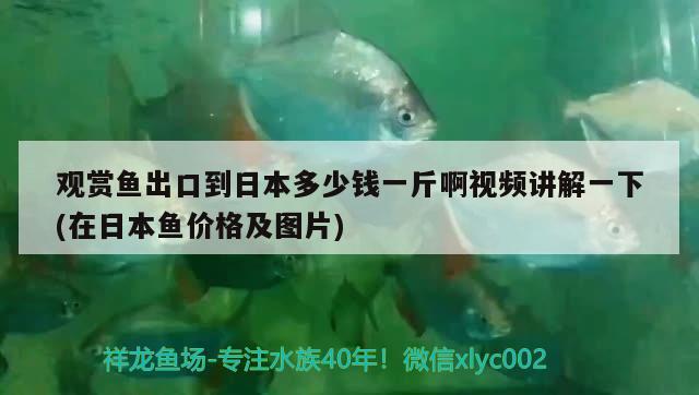 观赏鱼出口到日本多少钱一斤啊视频讲解一下(在日本鱼价格及图片)