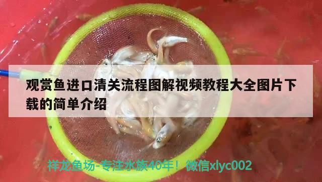 观赏鱼进口清关流程图解视频教程大全图片下载的简单介绍