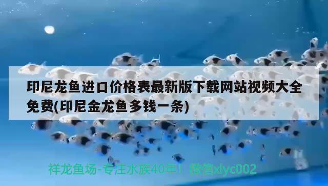 印尼龙鱼进口价格表最新版下载网站视频大全免费(印尼金龙鱼多钱一条)