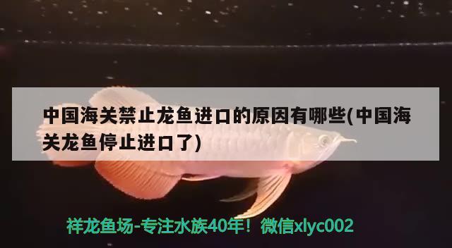 中国海关禁止龙鱼进口的原因有哪些(中国海关龙鱼停止进口了) 观赏鱼进出口