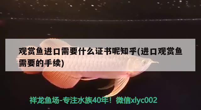 鱼缸里怎么养桂鱼视频教程（农村养鱼怎么找销路） 祥龙鱼场品牌产品 第2张