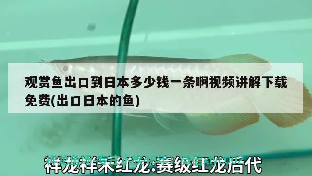 观赏鱼出口到日本多少钱一条啊视频讲解下载免费(出口日本的鱼) 观赏鱼进出口