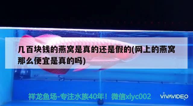 安庆光彩哪里卖鱼缸好看：安庆鱼具批发市场 广州水族批发市场 第1张