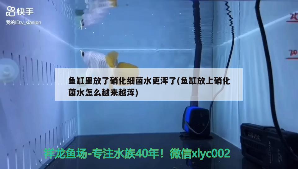 鱼缸里放了硝化细菌水更浑了(鱼缸放上硝化菌水怎么越来越浑) 硝化细菌