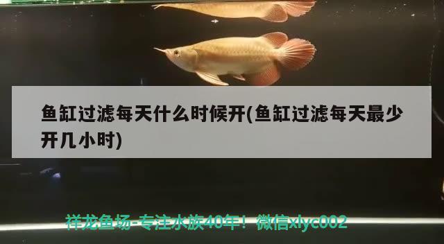 鱼缸过滤每天什么时候开(鱼缸过滤每天最少开几小时) 印尼四纹虎 第2张