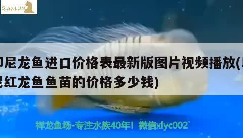 印尼龙鱼进口价格表最新版图片视频播放(印尼红龙鱼鱼苗的价格多少钱)