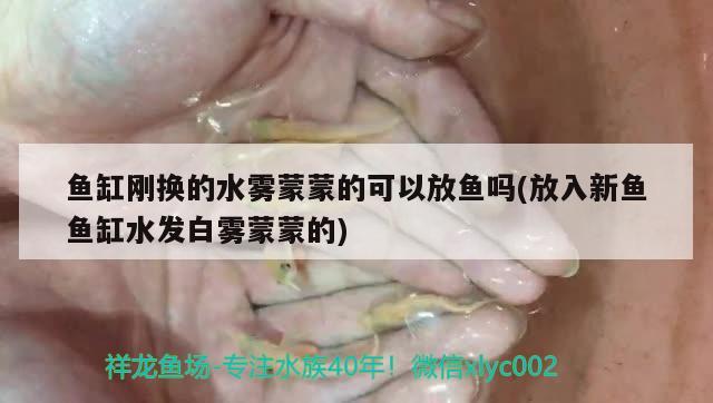 鱼缸刚换的水雾蒙蒙的可以放鱼吗(放入新鱼鱼缸水发白雾蒙蒙的)