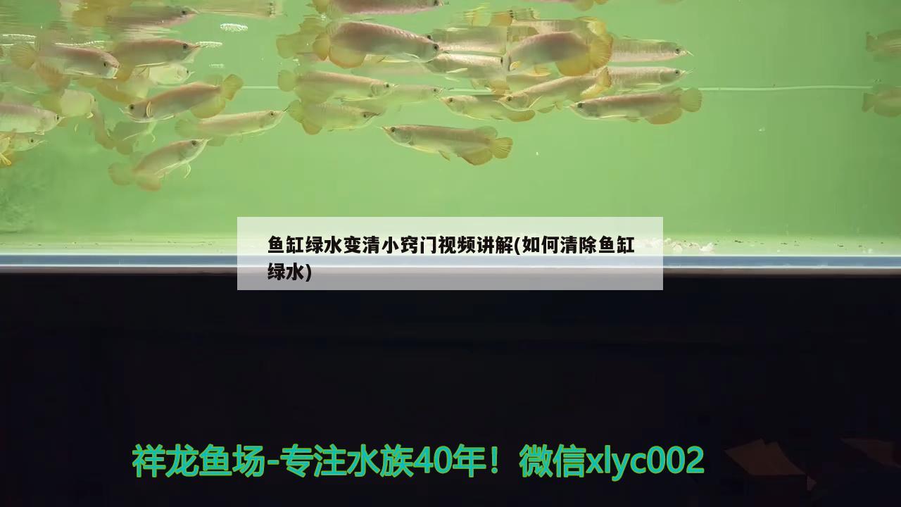 鱼缸绿水变清小窍门视频讲解(如何清除鱼缸绿水) 观赏鱼