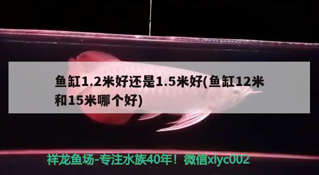 鱼缸1.2米好还是1.5米好(鱼缸12米和15米哪个好) 赤焰中国虎鱼