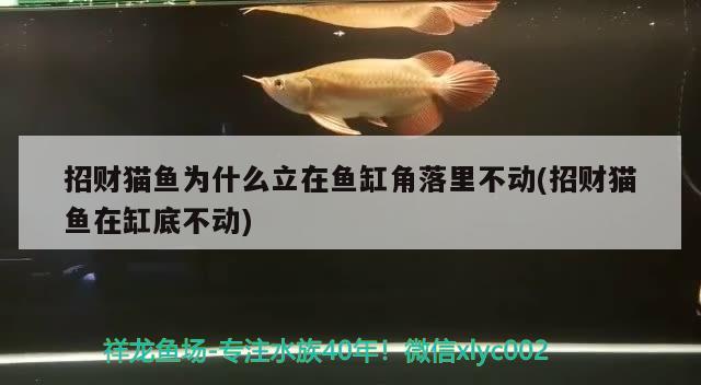 招财猫鱼为什么立在鱼缸角落里不动(招财猫鱼在缸底不动) 其它水族用具设备