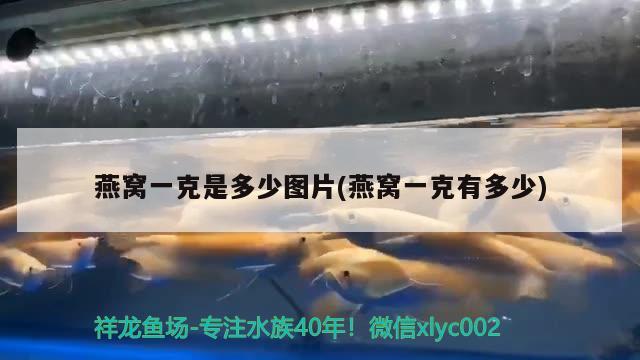 大苏打能直接放有鱼的鱼缸吗视频：大苏打放多了鱼会死吗