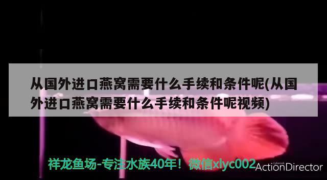 从国外进口燕窝需要什么手续和条件呢(从国外进口燕窝需要什么手续和条件呢视频) 马来西亚燕窝