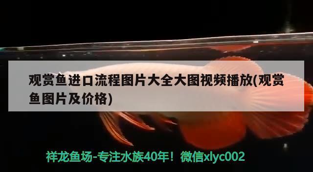 六盘水观赏鱼养殖基地电话号码多少(在贵州六盘水最大养殖场在哪里) 虎纹银版鱼 第2张