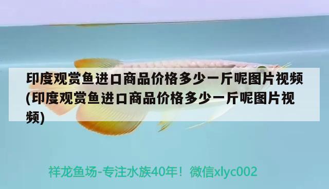 印度观赏鱼进口商品价格多少一斤呢图片视频(印度观赏鱼进口商品价格多少一斤呢图片视频)