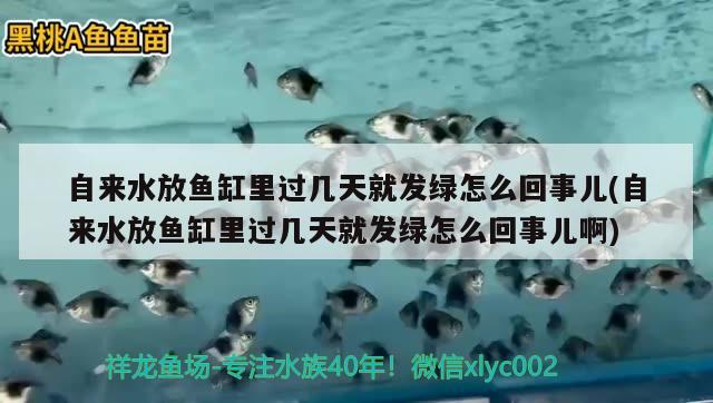 自来水放鱼缸里过几天就发绿怎么回事儿(自来水放鱼缸里过几天就发绿怎么回事儿啊)